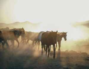 Picture of horses
